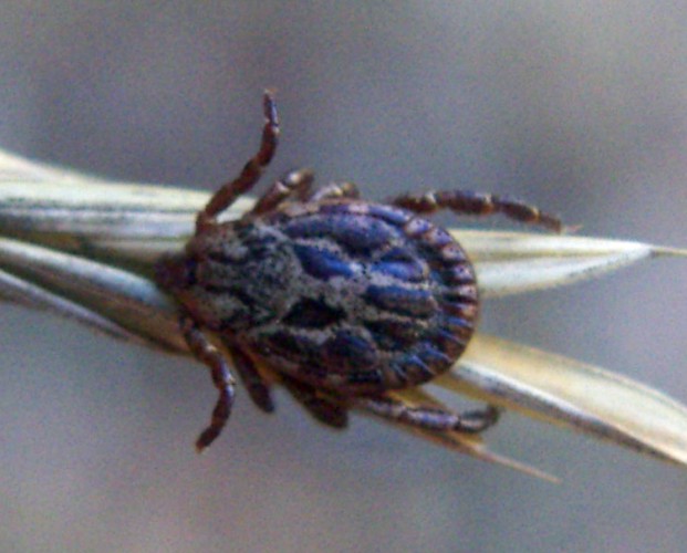 Dermacentor sp.